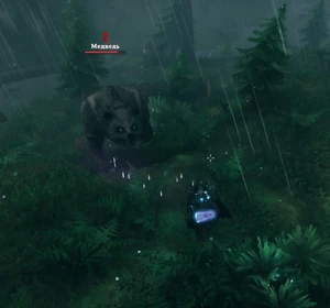 Медведь в чёрном лесу