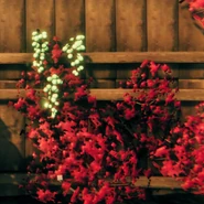 Ягоды на пепельной лозе.jpg (168 КБ) Лозовые ягоды на лозе