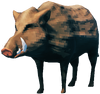 Boar