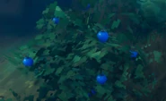 Blueberries | Valheim Wiki | Fandom