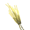 Ячмінь