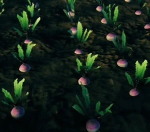 Репа растёт.jpg (112 КБ) Репа