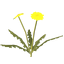 Diente de león