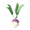 Turnip