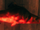 Northern salmon