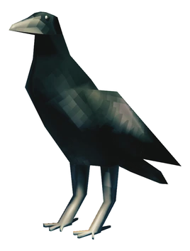 Vrána vzhled