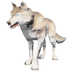 Wolf 0star