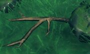 Branch