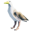 Gull Definitive