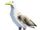 Gull