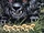 Black Lion (Acclaim Comics)