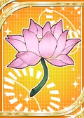 Lotus Flower