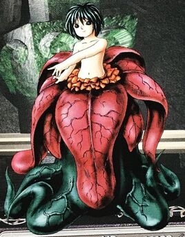 Mandragora