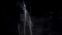 Werewolf1