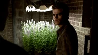 Verbena cutivada por Zach Salvatore no porão da Casa dos Salvatore