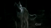 Mason em sua forma de lobo