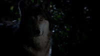 Jackson (werewolf) (TVD & TO) (2)