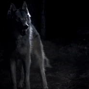 Werewolf1.png (137 KB) Mason hört Tyler zu