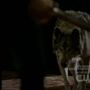 WerewolfJules.png (101 KB) Jules kommt für Damon