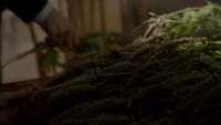 TVD401-174-Vervain.png (2.05 MB)
