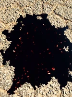 2016-02-29 James Stoteraux Twitter.jpg (146 KB) ©James Stoteraux February 29, 2016