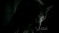 2x03-Bad-Moon-Rising-werewolf-the-vampire-diaries-tv-show-15812587-624-352