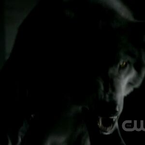 Werewolf The Vampire Diaries Wiki Fandom - werewolf the vampire diaries wiki roblox vampire diaries werewolf Werewolf The Vampire Diaries Wiki Fandom - roblox vampire diaries werewolf