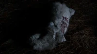 Deceased werewolf after fight with Rebekah