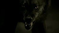 Tyler in his wolf form