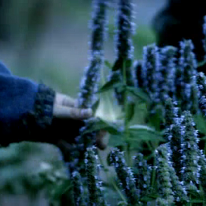 Vervain The Vampire Diaries Wiki Fandom Lemon verbena benefits and what to do with it? vervain the vampire diaries wiki fandom