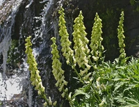 Aconitum Vulparia