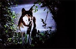 Jackson in his Wolf form.