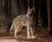 Real-Wolf.jpg