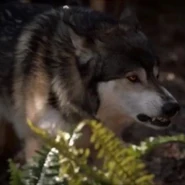 1x15-7 7.jpg (13 KB) Crecent Wolf