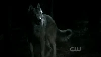 Mason in his wolf form