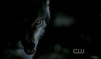 The werewolf that attacks Elena