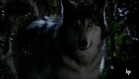 Jackson (Wolf)