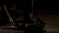 Crow drained of blood