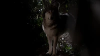 TO117-004-Werewolf-Jackson.png (1,000 KB)