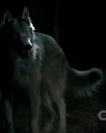 Loups Garous Wiki Vampire Diaries France Fandom Loups Garous Wiki Vampire Diaries France Fandom