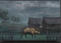 Brown boar