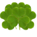 Shamrocks5