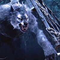 Werewolf Van Helsing Wiki Fandom Nos trae otra serie del mundo de grimm fairy tales , y además con el personaje de van helsing. werewolf van helsing wiki fandom