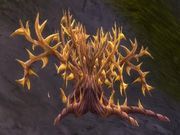 Goldthorn.jpg