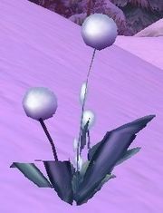 Icecap.jpg