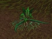 Stranglekelp.jpg