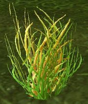 Sungrass.jpg