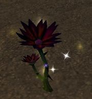 Black Lotus.jpg