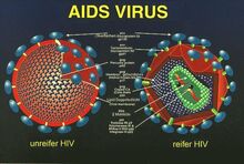 Aids virus