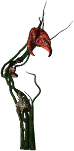 Echinops.Full.png